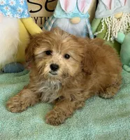 Vinny, a male Cavapoo for sale in Gaffney, SC – Photo 2 of 3