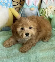 Vinny, a male Cavapoo for sale in Gaffney, SC – Photo 3 of 3