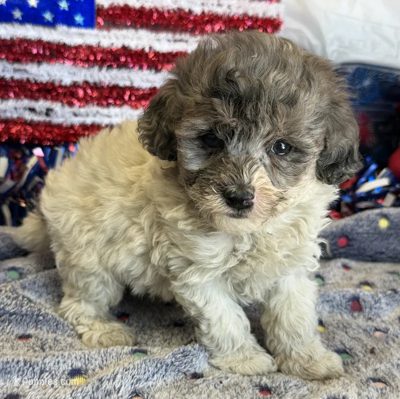 Buttons – Cockapoo puppy for sale in Gaffney, SC