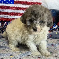 Buttons, a male Cockapoo for sale in Gaffney, SC – 1 of 2