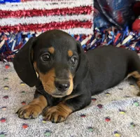 Kyle, a male Miniature Dachshund for sale in Gaffney, SC – 1 of 3