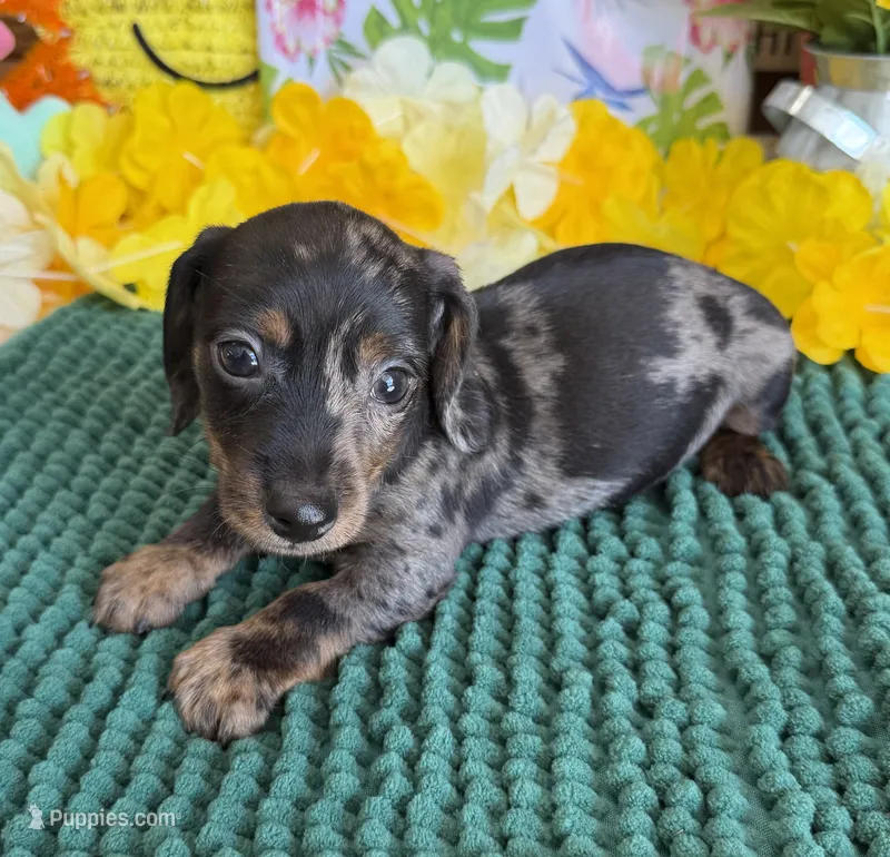 Speckles Wire Boy 2 – Miniature Dachshund puppy for sale in Gaffney, SC