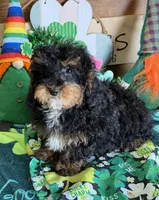 Tessa, a female Cockapoo for sale in Gaffney, SC – Photo 3 of 4