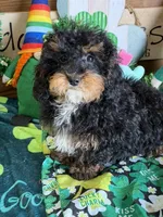 Tessa, a female Cockapoo for sale in Gaffney, SC – Photo 1 of 4