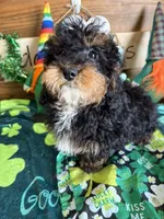 Tessa, a female Cockapoo for sale in Gaffney, SC – Photo 2 of 4