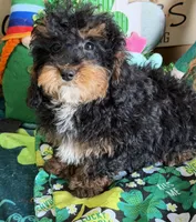 Tessa, a female Cockapoo for sale in Gaffney, SC – Photo 4 of 4