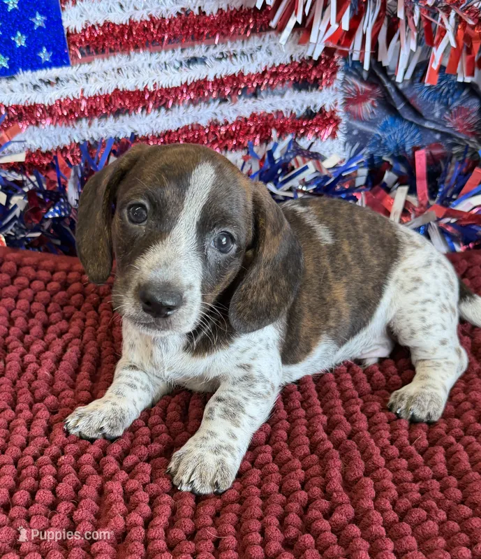 Tonka – Miniature Dachshund puppy for sale in Gaffney, SC
