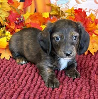 Marvin, a male Miniature Dachshund for sale in Gaffney, SC – 2 of 3