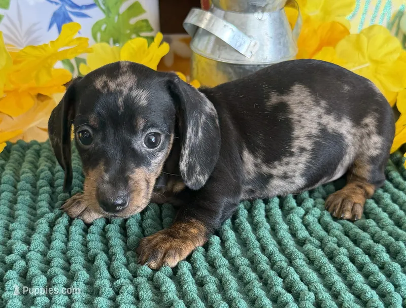 Poppy – Miniature Dachshund puppy for sale in Gaffney, SC
