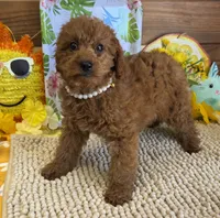 Charlotte, a female Miniature Labradoodle for sale in Gaffney, SC – 2 of 4