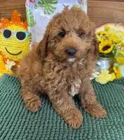 Teddy, a male Miniature Labradoodle for sale in Gaffney, SC – 4 of 4