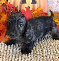 Speckles Wire Girl, a female Miniature Dachshund for sale in Gaffney, SC – 1 of 6