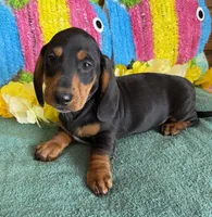 Gordon, a male Dachshund for sale in Gaffney, SC – 2 of 3