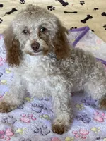 Bear, a male Cockapoo for sale in Gaffney, SC – 4 of 5