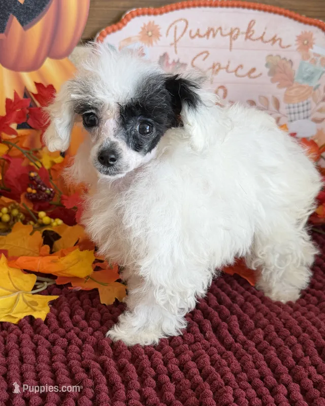 Princess – Poodle - Toy  puppy for sale in Gaffney, SC