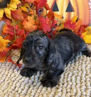 Speckles Wire Girl, a female Miniature Dachshund for sale in Gaffney, SC – 3 of 6