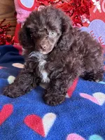 Cocoa, a female Poodle - Toy  for sale in Gaffney, SC – Photo 4 of 5