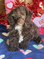 Cocoa, a female Poodle - Toy  for sale in Gaffney, SC – Photo 2 of 5