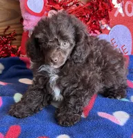 Cocoa, a female Poodle - Toy  for sale in Gaffney, SC – Photo 5 of 5