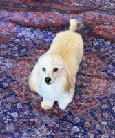 Marshall, a male Poodle - Toy  for sale in Gaffney, SC – 4 of 5