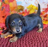Tilly, a female Miniature Dachshund for sale in Gaffney, SC – 2 of 3
