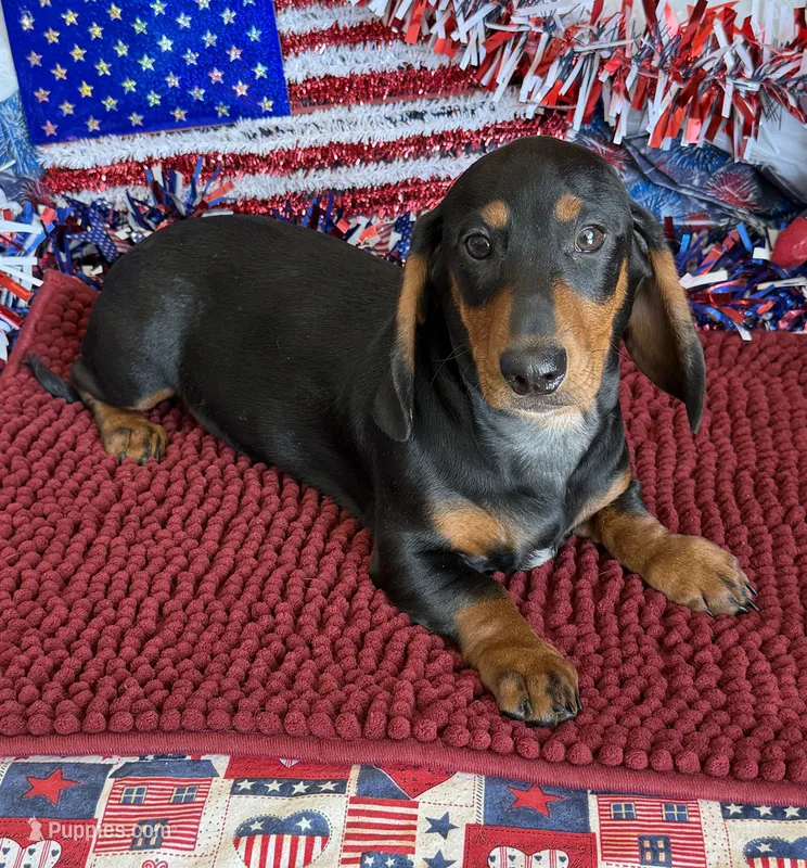 Gordon – Dachshund puppy for sale in Gaffney, SC