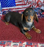 Gordon, a male Dachshund for sale in Gaffney, SC – 1 of 3