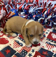 Annie, a female Miniature Dachshund for sale in Gaffney, SC – 2 of 3