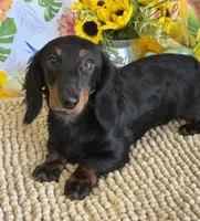Gabe, a male Miniature Dachshund for sale in Gaffney, SC – 4 of 5