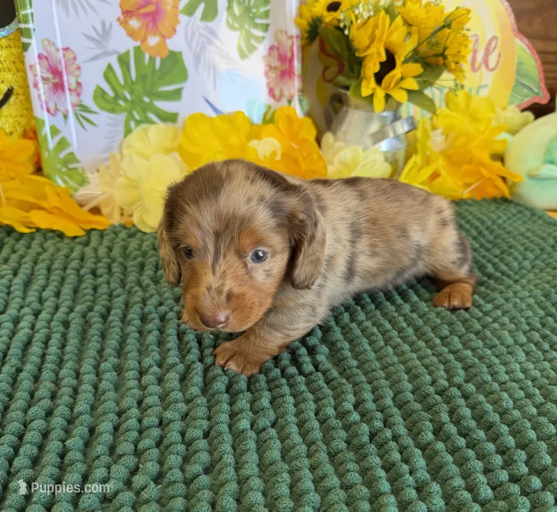 Roscoe – Miniature Dachshund puppy for sale in Gaffney, SC