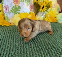 Roscoe, a male Miniature Dachshund for sale in Gaffney, SC – 1 of 3