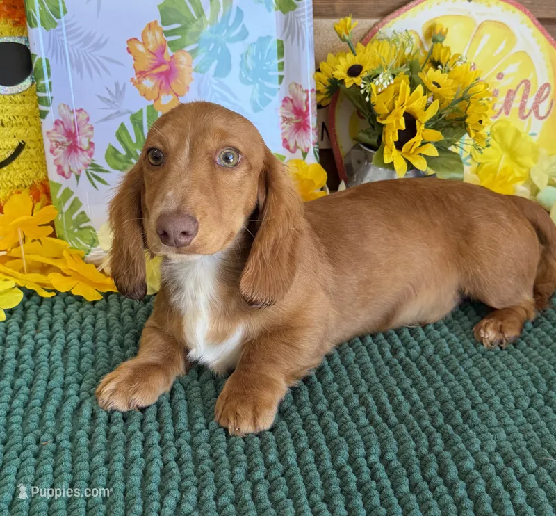 Bentley – Miniature Dachshund puppy for sale in Gaffney, SC