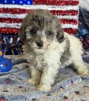 Buttons, a male Cockapoo for sale in Gaffney, SC – 2 of 2