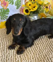Gabe, a male Miniature Dachshund for sale in Gaffney, SC – 5 of 5