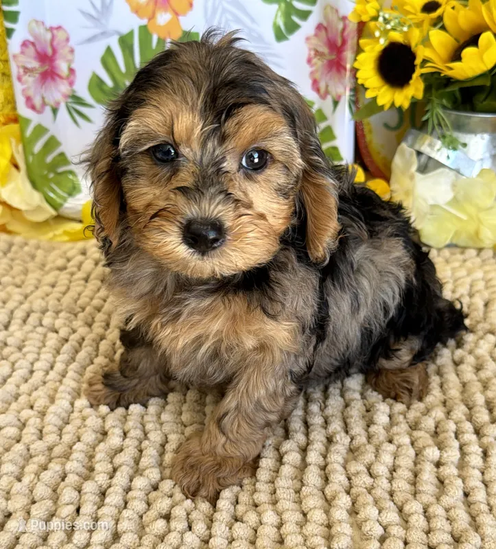 Cosmo – Cockapoo puppy for sale in Gaffney, SC