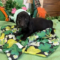 Misty, a female Miniature Dachshund for sale in Gaffney, SC – Photo 2 of 4