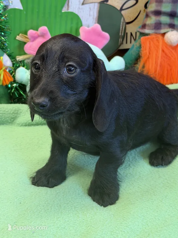 Misty – Miniature Dachshund puppy for sale in Gaffney, SC