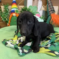 Misty, a female Miniature Dachshund for sale in Gaffney, SC – Photo 4 of 4