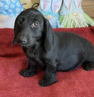 Misty, a female Miniature Dachshund for sale in Gaffney, SC – Photo 2 of 4