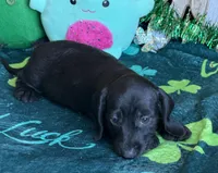 Missy, a female Miniature Dachshund for sale in Gaffney, SC – Photo 1 of 3