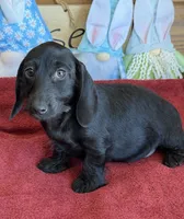 Misty, a female Miniature Dachshund for sale in Gaffney, SC – Photo 4 of 4
