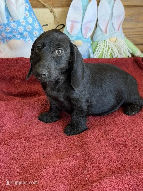 Misty – Miniature Dachshund puppy for sale in Gaffney, SC