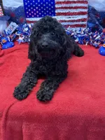 Rocky, a male Cockapoo for sale in Gaffney, SC – 2 of 9