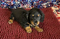 Buddy, a male Miniature Dachshund for sale in Gaffney, SC – 1 of 3