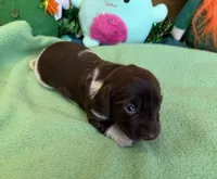 Matty, a female Dachshund for sale in Gaffney, SC – Photo 1 of 2