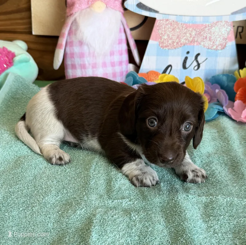 Matty – Dachshund puppy for sale in Gaffney, SC