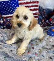 Trixie, a female Cockapoo for sale in Gaffney, SC – 1 of 4