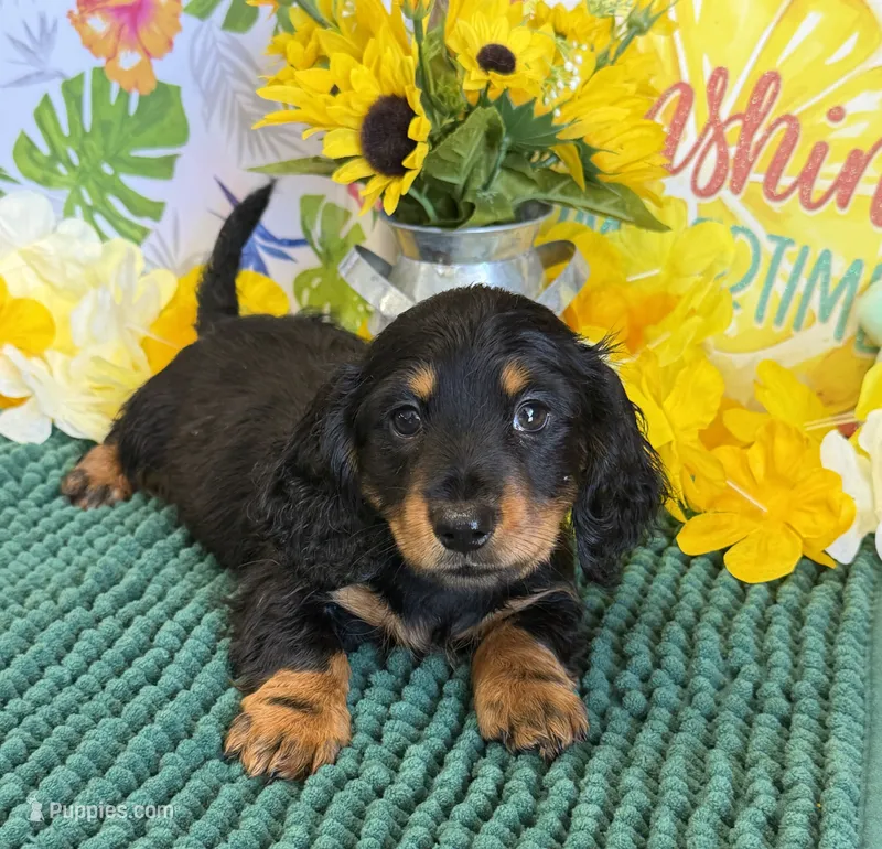 Buddy – Miniature Dachshund puppy for sale in Gaffney, SC
