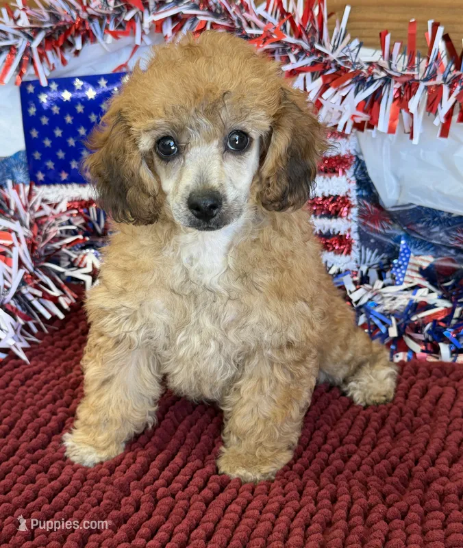 Trudy – Poodle - Toy  puppy for sale in Gaffney, SC