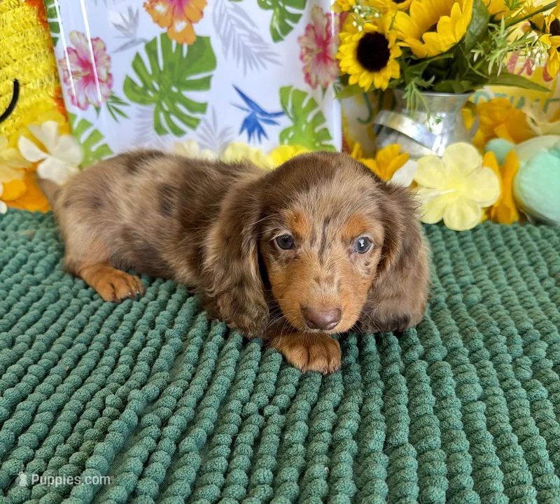 Roscoe – Miniature Dachshund puppy for sale in Gaffney, SC